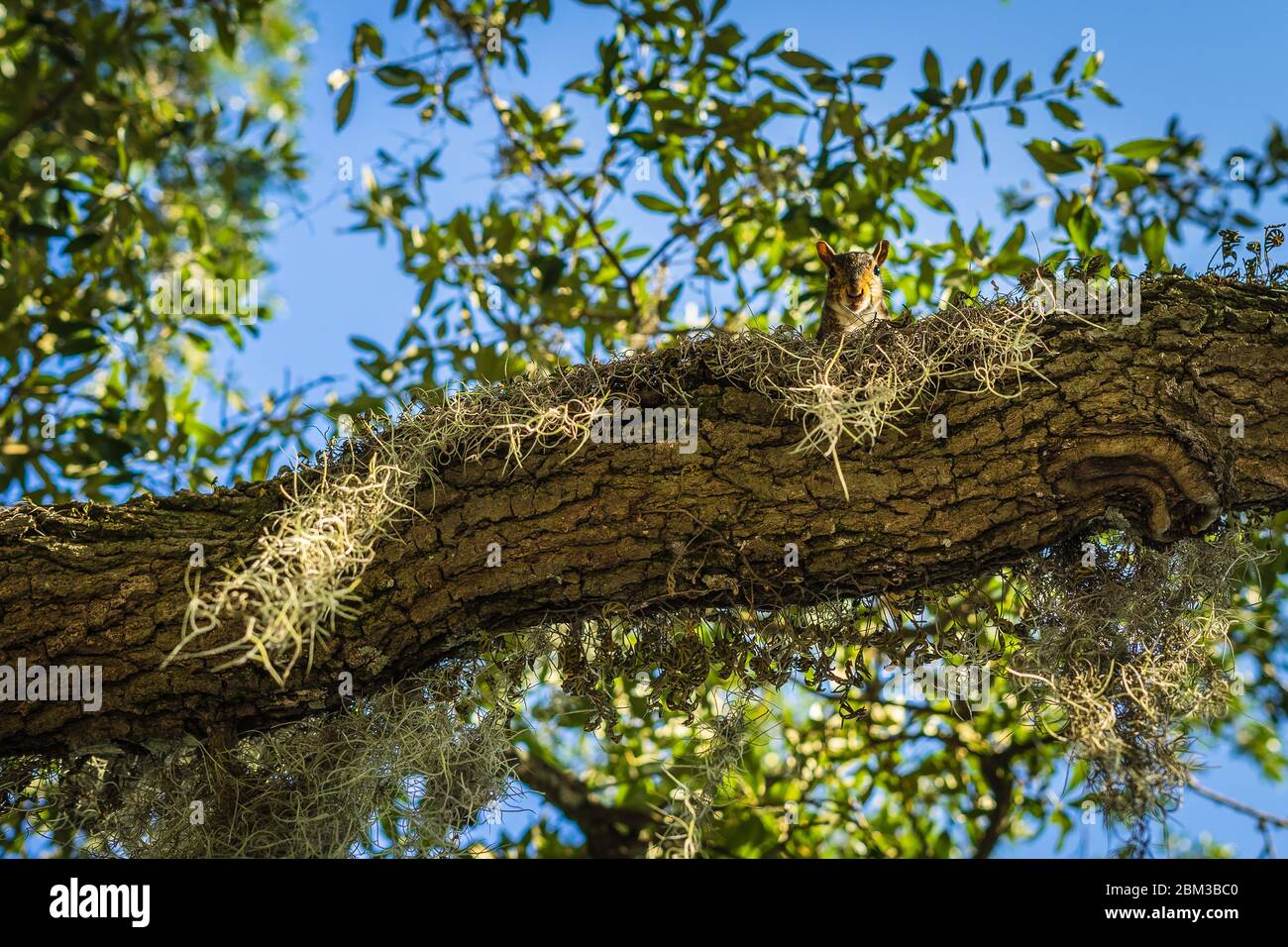 Le squarrel se trouve au-dessus de la branche dans l'arbre Banque D'Images