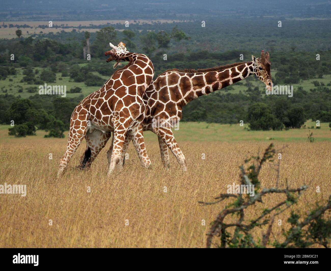Deux vieux girafes réticulés (Giraffa camelopadis reticulata) se battent pour le droit de s'accoupler avec des femelles -OL Pejeta Conservancy,Laikipia,Kenya, Afrique Banque D'Images