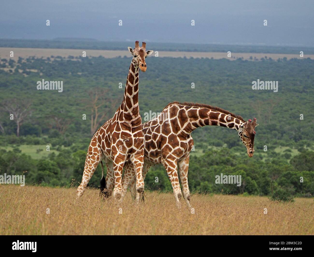 Deux vieux girafes réticulés (Giraffa camelopadis reticulata) se battent pour le droit de s'accoupler avec des femelles -OL Pejeta Conservancy,Laikipia,Kenya, Afrique Banque D'Images