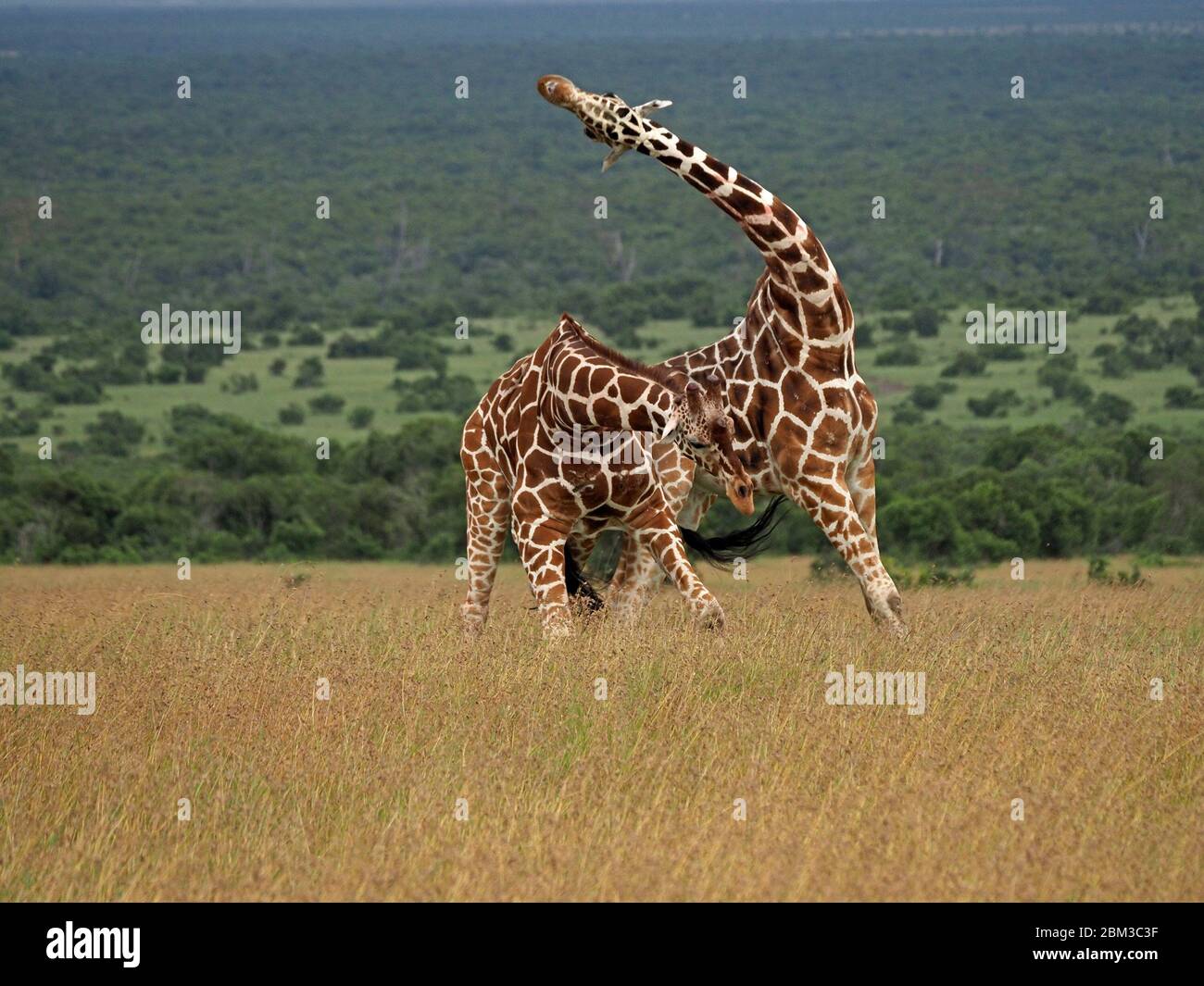 Deux vieux girafes réticulés (Giraffa camelopadis reticulata) se battent pour le droit de s'accoupler avec des femelles -OL Pejeta Conservancy,Laikipia,Kenya, Afrique Banque D'Images
