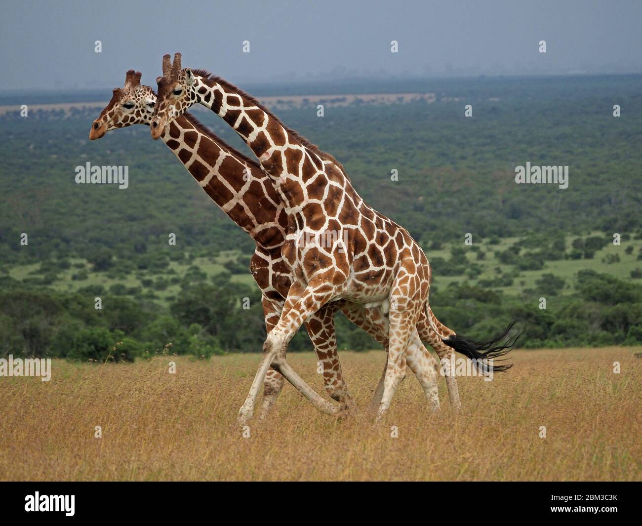 Deux vieux girafes réticulés (Giraffa camelopadis reticulata) se battent pour le droit de s'accoupler avec des femelles -OL Pejeta Conservancy,Laikipia,Kenya, Afrique Banque D'Images
