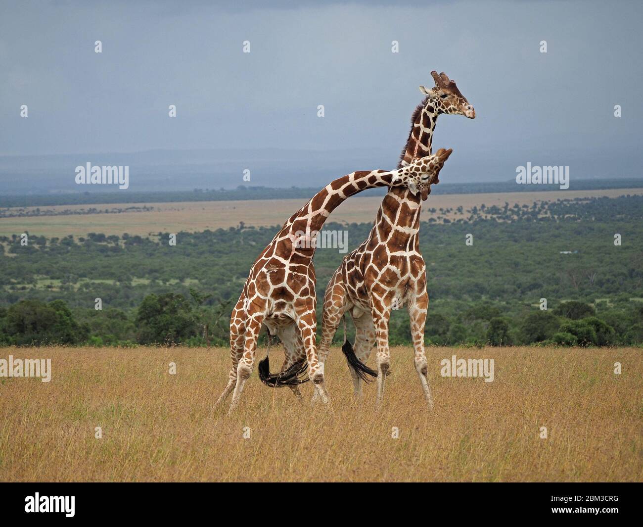Deux vieux girafes réticulés (Giraffa camelopadis reticulata) se battent pour le droit de s'accoupler avec des femelles -OL Pejeta Conservancy,Laikipia,Kenya, Afrique Banque D'Images