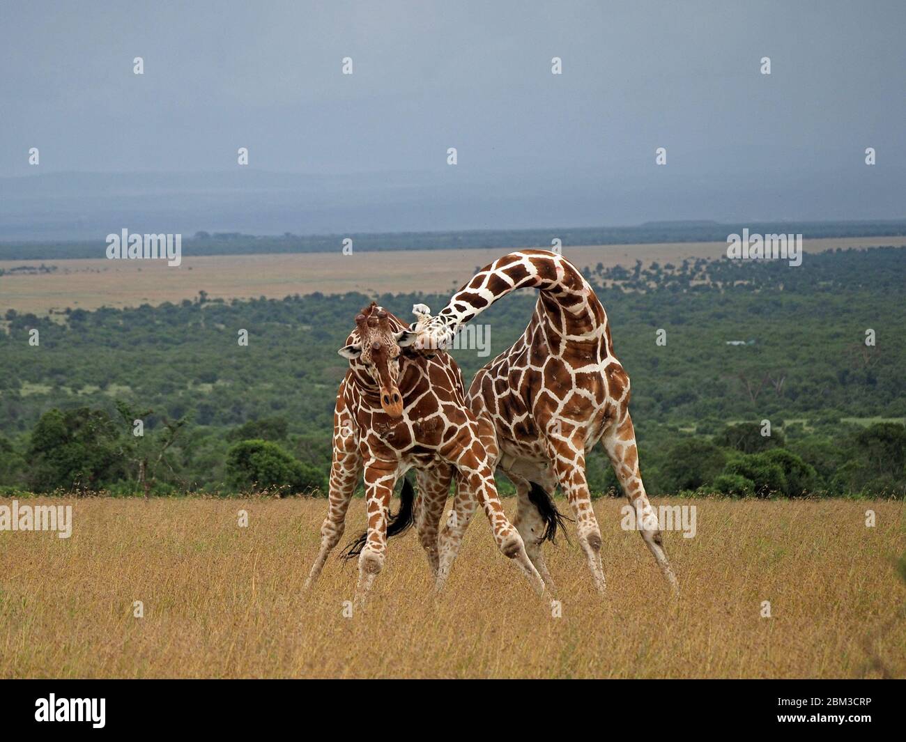 Deux vieux girafes réticulés (Giraffa camelopadis reticulata) se battent pour le droit de s'accoupler avec des femelles -OL Pejeta Conservancy,Laikipia,Kenya, Afrique Banque D'Images