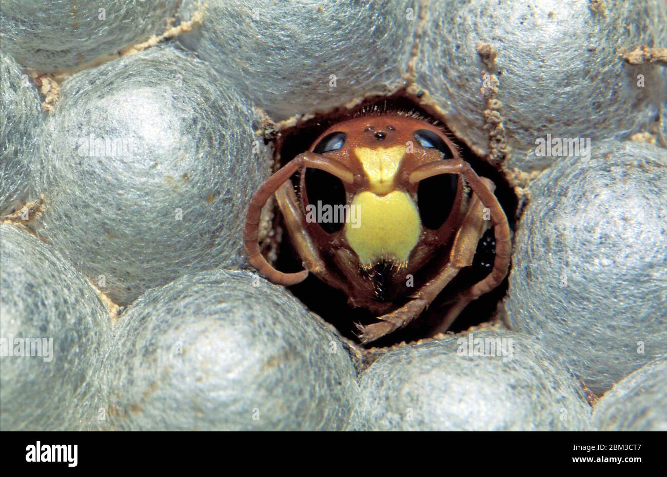Nid de guêpes, de larves et de jeunes Banque D'Images