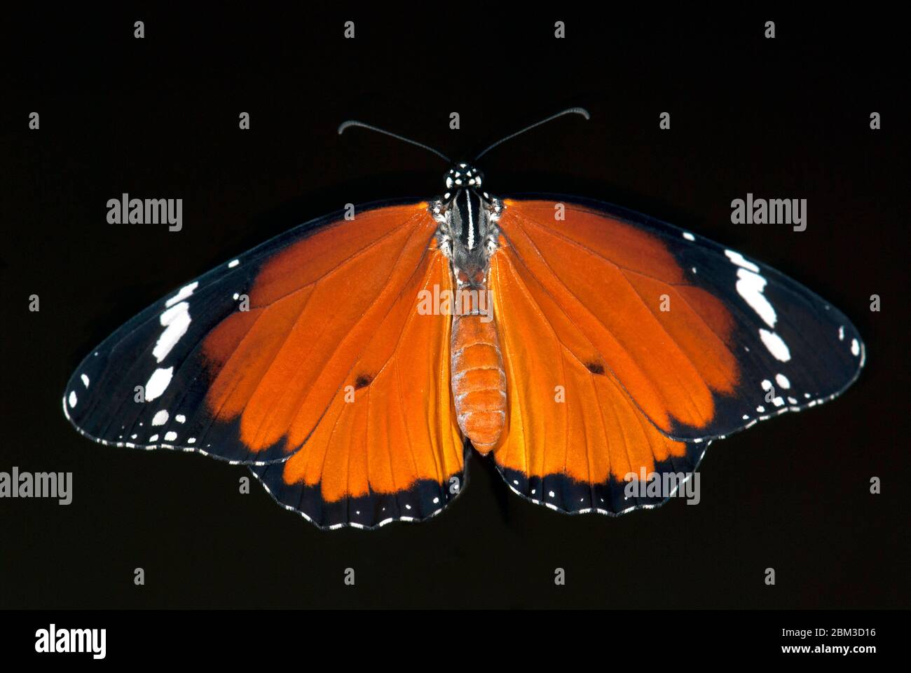 Papillon tigre Uni, Danaus chrysippus Banque D'Images