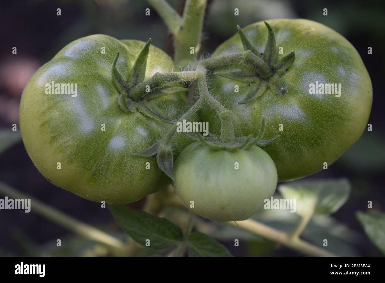 Tomates vertes poussant sur la vigne. Concept d'agriculture. Banque D'Images