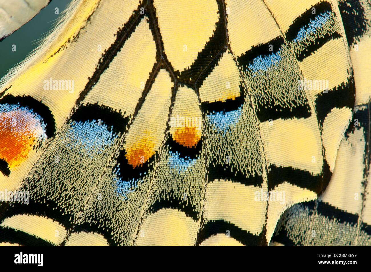 Swallowtail butterfly wing, close-up Banque D'Images