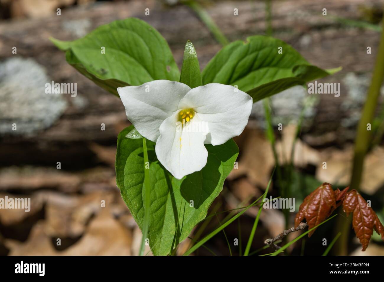 Grande fleur Trillium blanche au printemps Banque D'Images