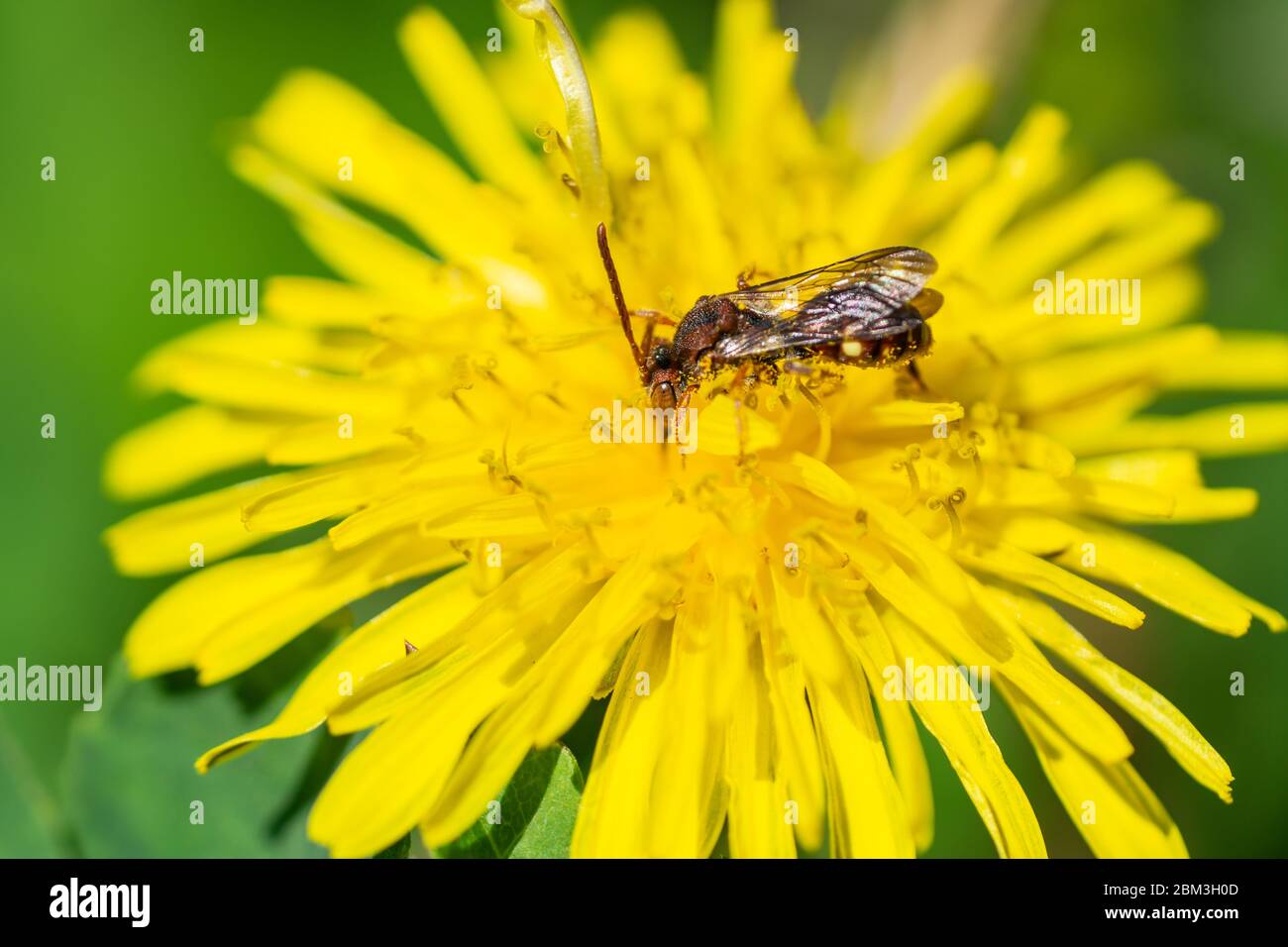 Nomad Bee sur Dandelion Flower à Springtime Banque D'Images