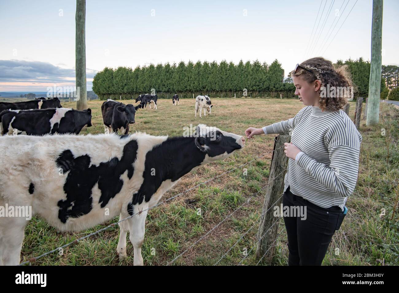 Une jeune fille australienne blanche adolescente aux cheveux bouclés blonds nourrit une vache laitière d'herbe sur une clôture barbelée en Australie Banque D'Images