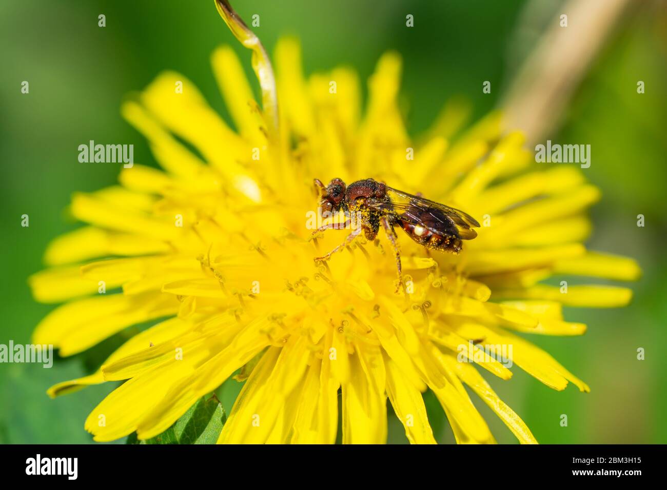 Nomad Bee sur Dandelion Flower à Springtime Banque D'Images