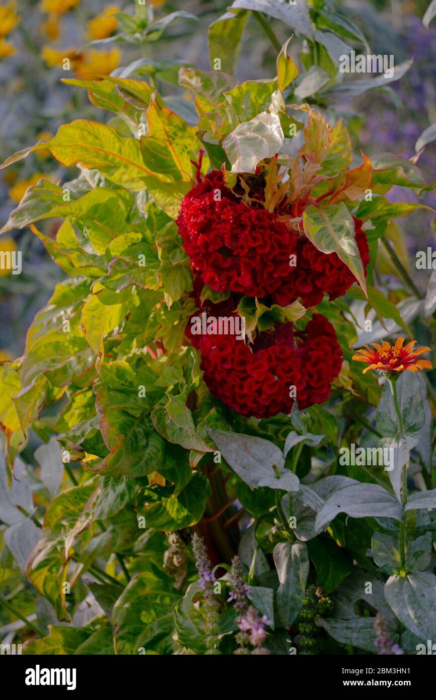 Des fleurs de blason rouge écarlate fleurissent dans un jardin de Brooklyn, New York Banque D'Images