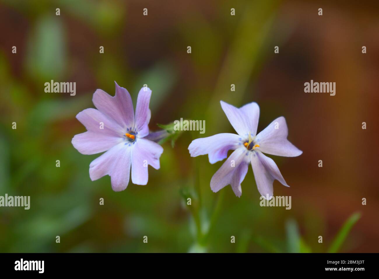 Evergreen vivace phlox subulata masses de fleurs pourpres étoilé ils étouffent l'aiguille verte comme le feuillage idéal pour les zones rocheuses et les bordures de fleurs Banque D'Images