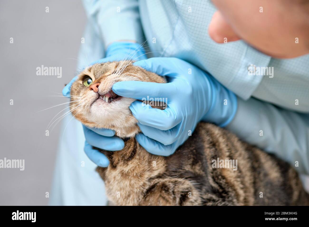Le vétérinaire examine un chat pour la carie dentaire. Gros plan. Banque D'Images