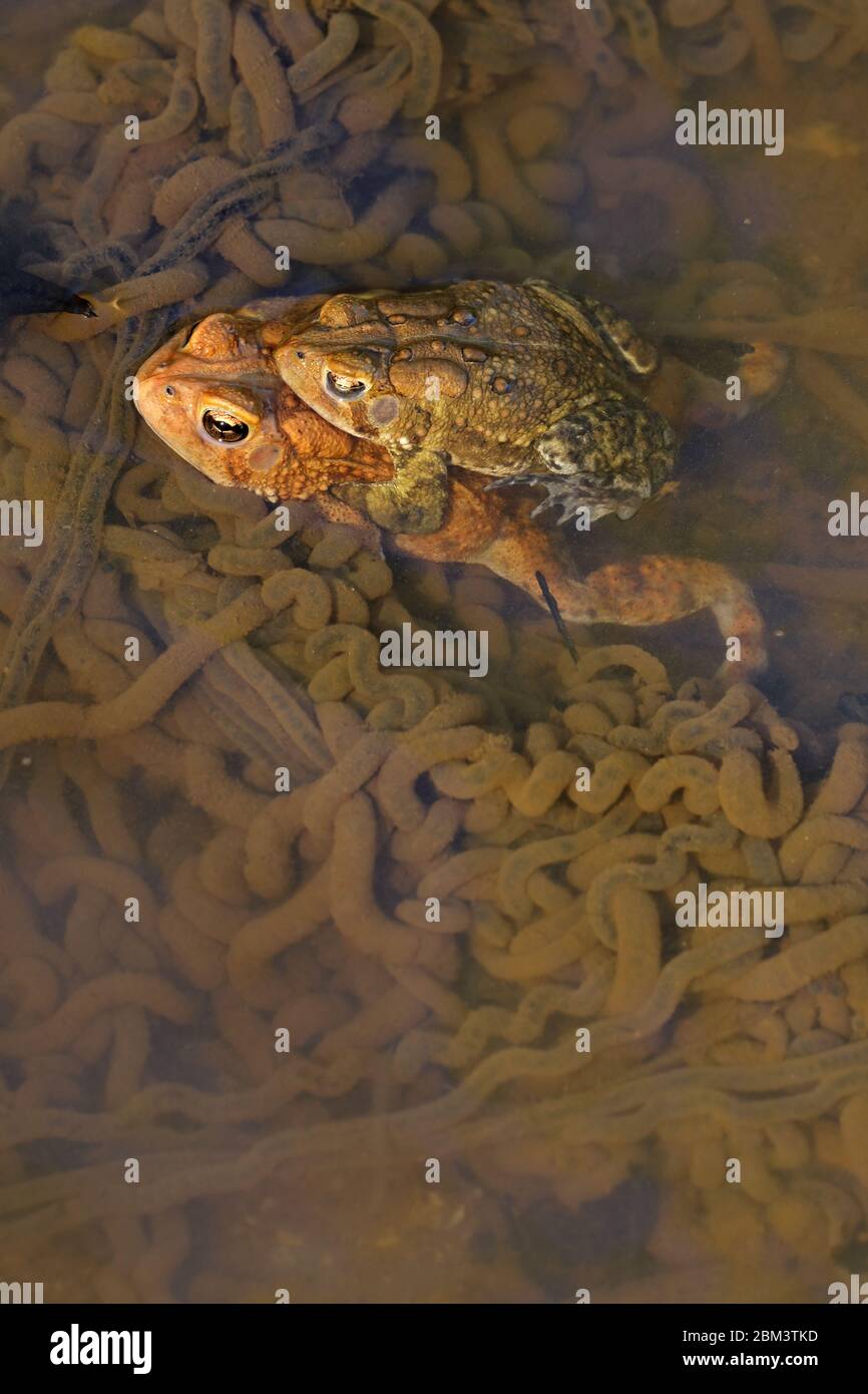Crapaud américain (Anaxyrus americanus), paire dans l'ampelune, femelle pontant des oeufs parmi les frayères d'autres paires, Maryland Banque D'Images