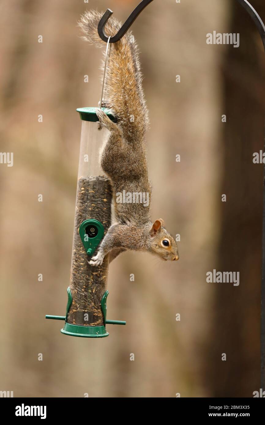 Écureuil gris de l'est (Sciurus carolinensis), se nourrissant d'oiseaux, Maryland Banque D'Images
