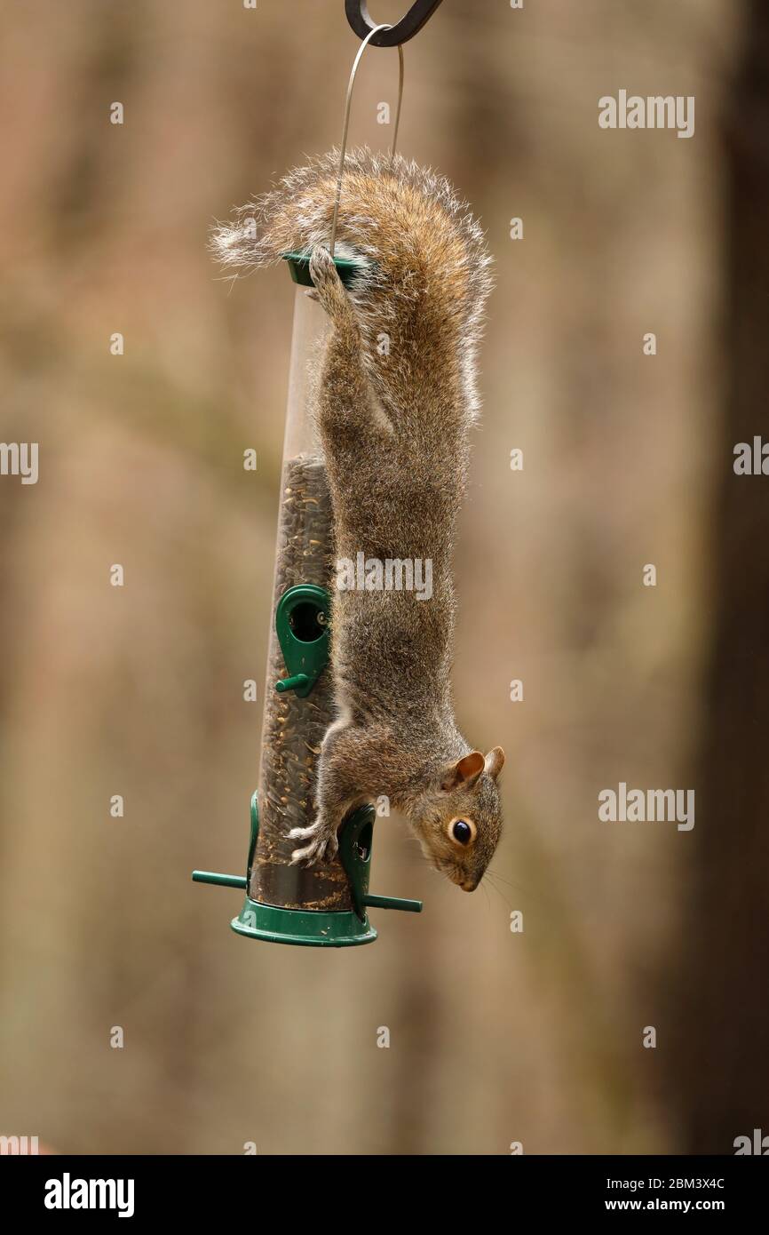 Écureuil gris de l'est (Sciurus carolinensis), se nourrissant d'oiseaux, Maryland Banque D'Images