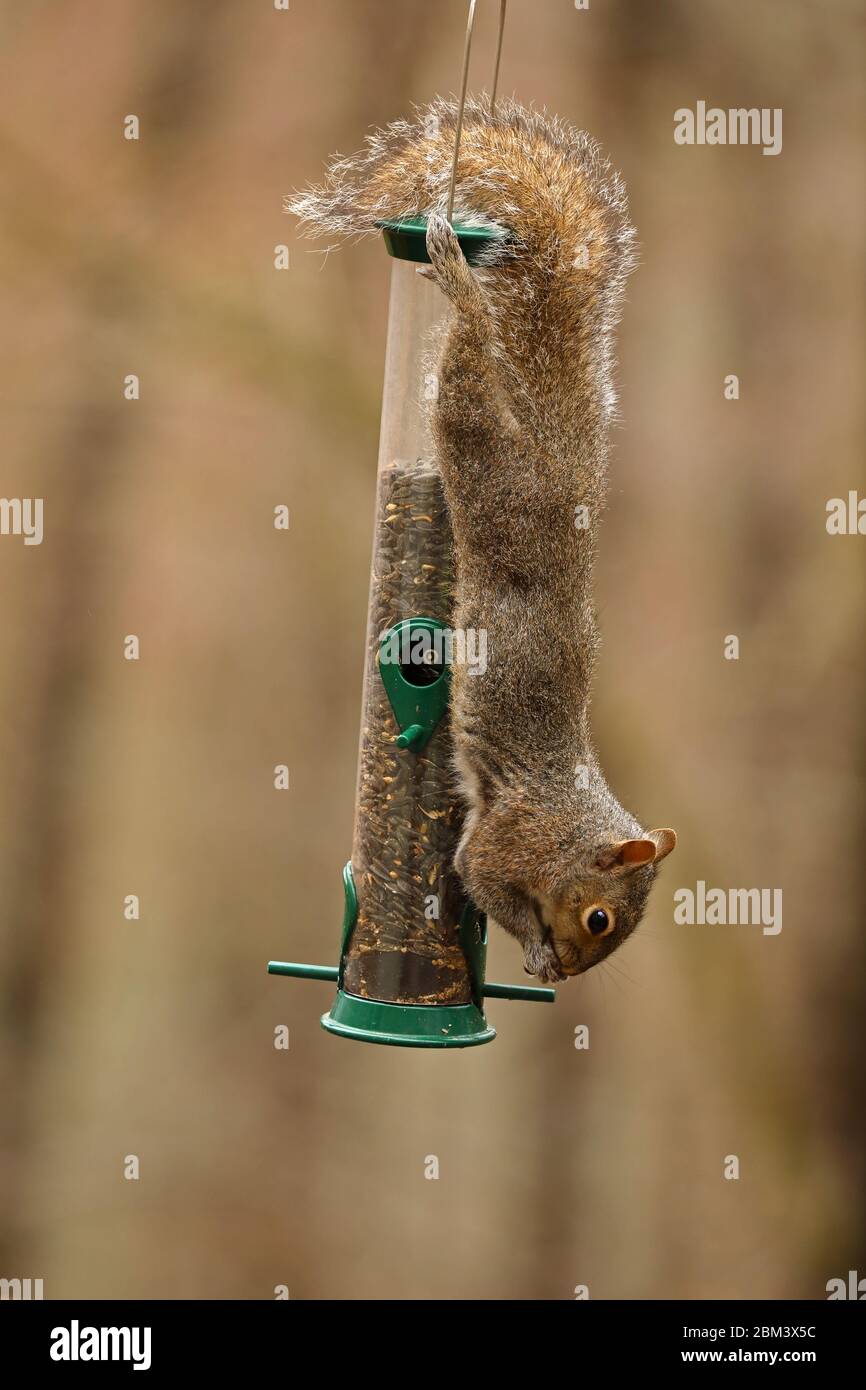Écureuil gris de l'est (Sciurus carolinensis), se nourrissant d'oiseaux, Maryland Banque D'Images