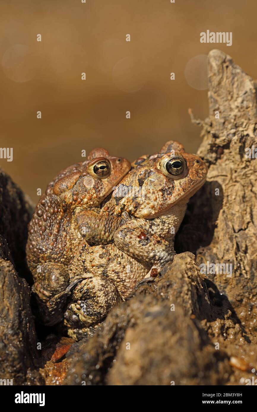 Crapaud américain (Anaxyrus americanus), paire dans l'amplexus, Maryland Banque D'Images