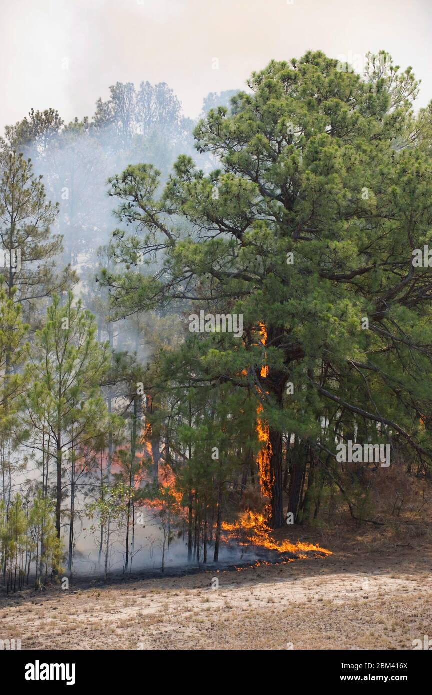 Comté de Bastrop Texas États-Unis, 6 septembre 2011: Un feu de forêt fait rage en grande partie non contenu à travers les pins à encens du Texas autour de Bastrop malgré deux jours d'efforts par les pompiers du Texas. Des centaines de maisons et d'autres structures ont brûlé sur le sentier pour une superficie totale de plus de 25 000 acres. ©Bob Daemmrich Banque D'Images