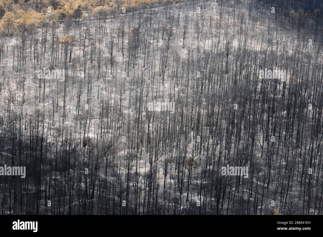 Comté de Bastrop, États-Unis, 16 septembre 2011 : dommages aériens d'incendie où des incendies de forêt ont brûlé 38 000 acres et plus de 1 500 maisons avec deux décès signalés. Les arbres du parc national de Bastrop ont été les plus durement touchés, plus de 95 % de la superficie du parc ayant été noircie ou détruite. ©Bob Daemmrich Banque D'Images