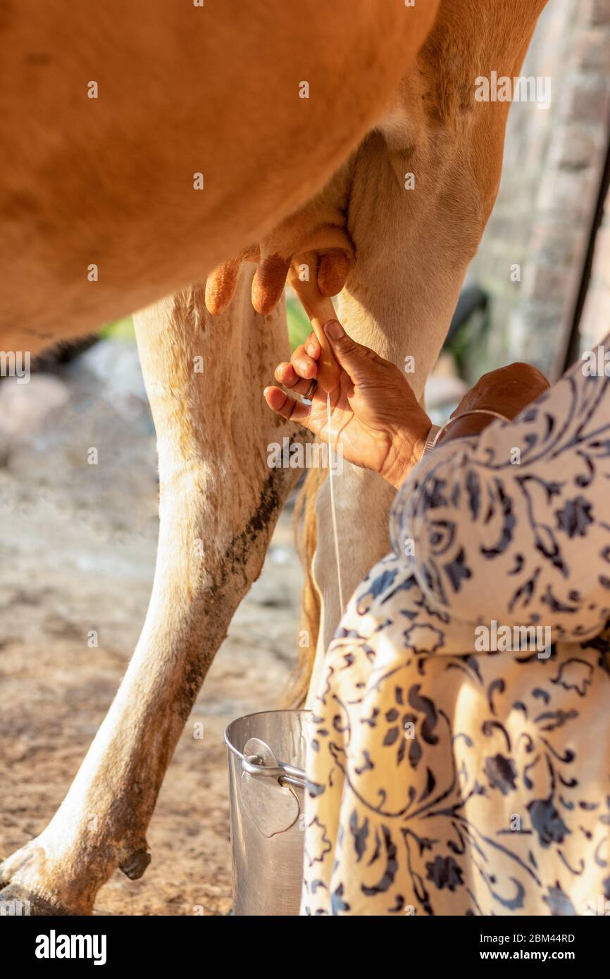 Femme qui traite une vache à la main. Traite d'une vache. Banque D'Images