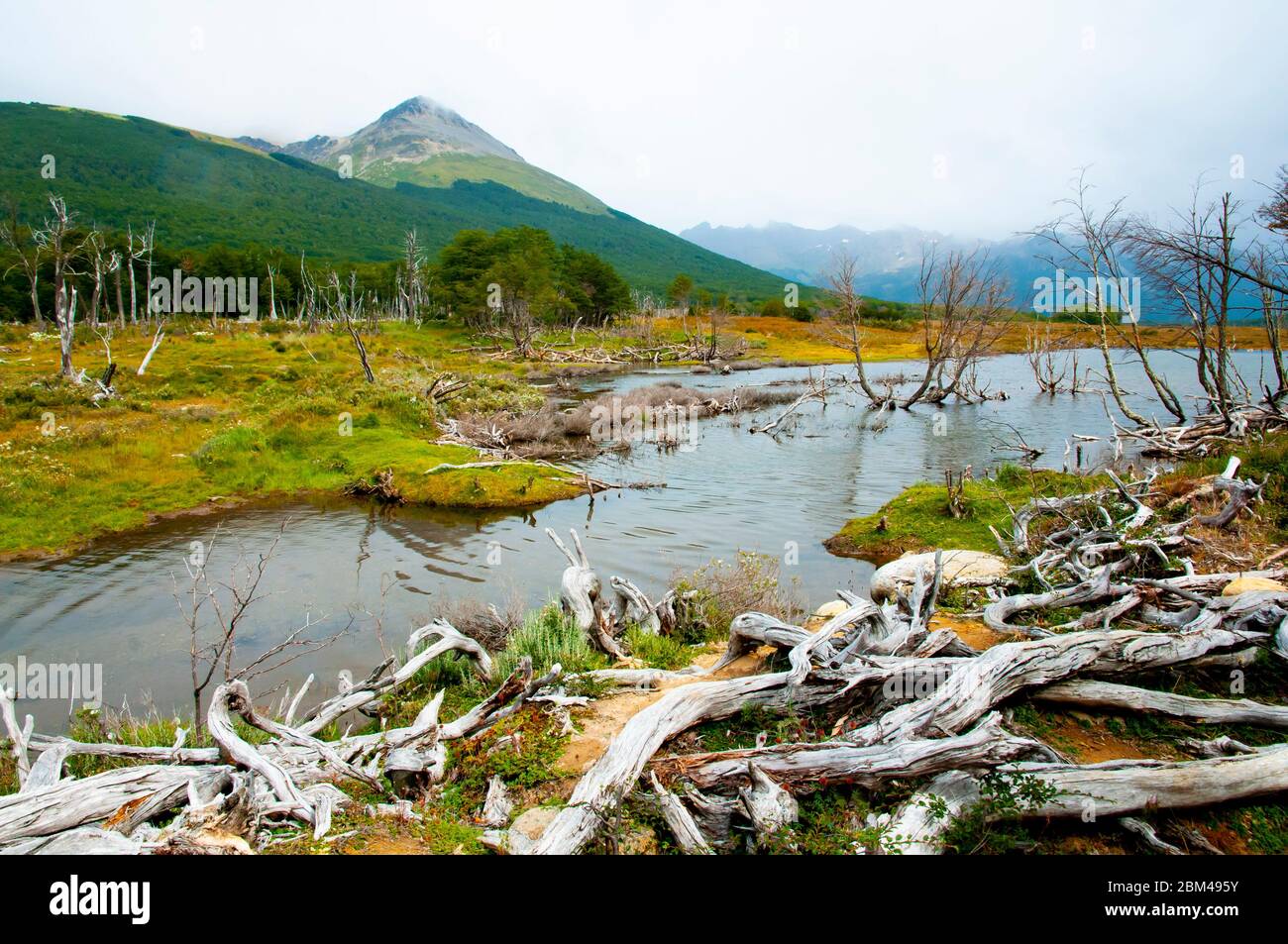 Parc National De La Tierra Del Fuego Patagonie Banque De Photographies parc-national-de-la-tierra-del-fuego-patagonie-banque-de-photographies