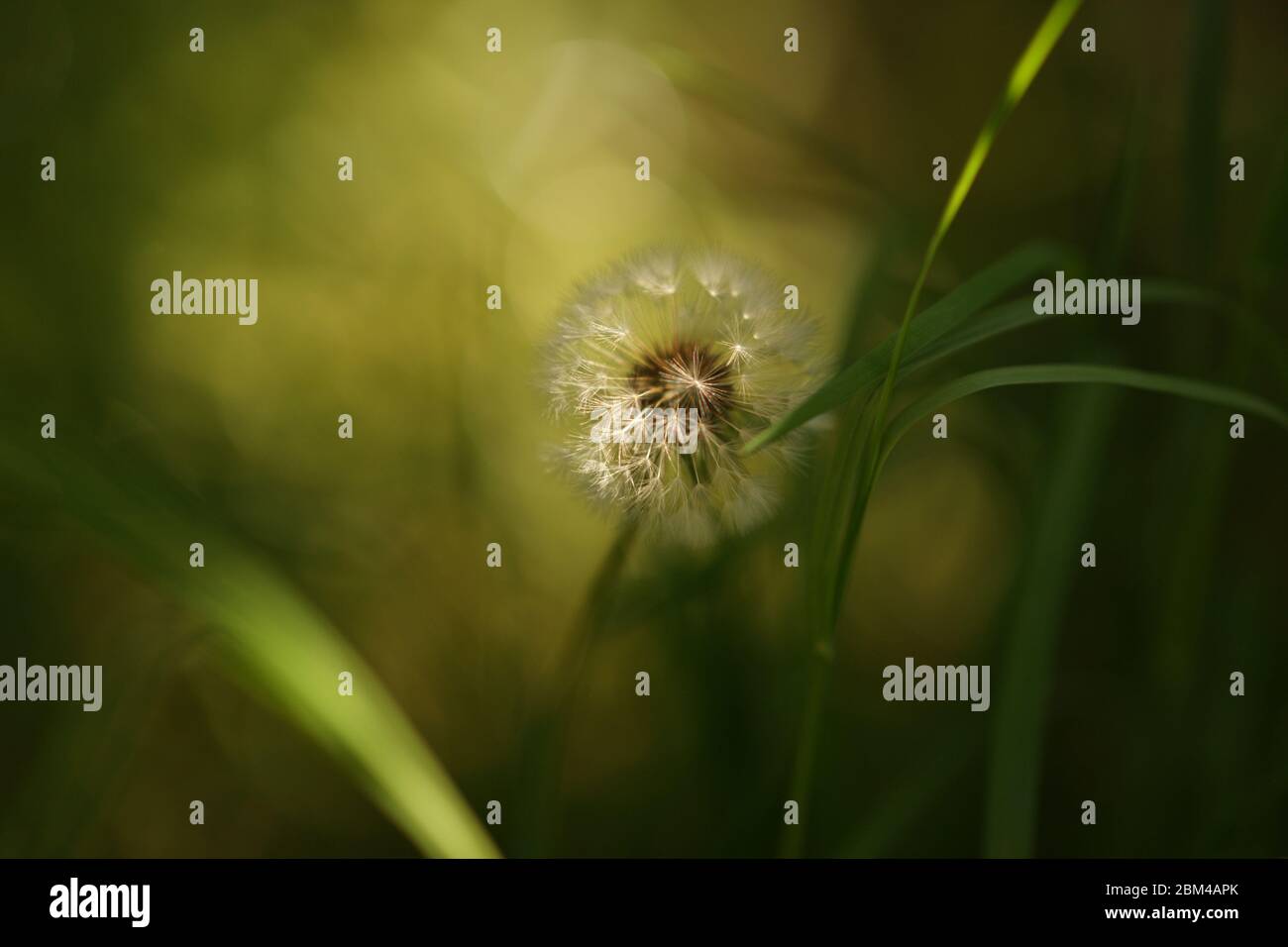 La fleur de pissenlit douce pousse dans l'herbe verte. Banque D'Images