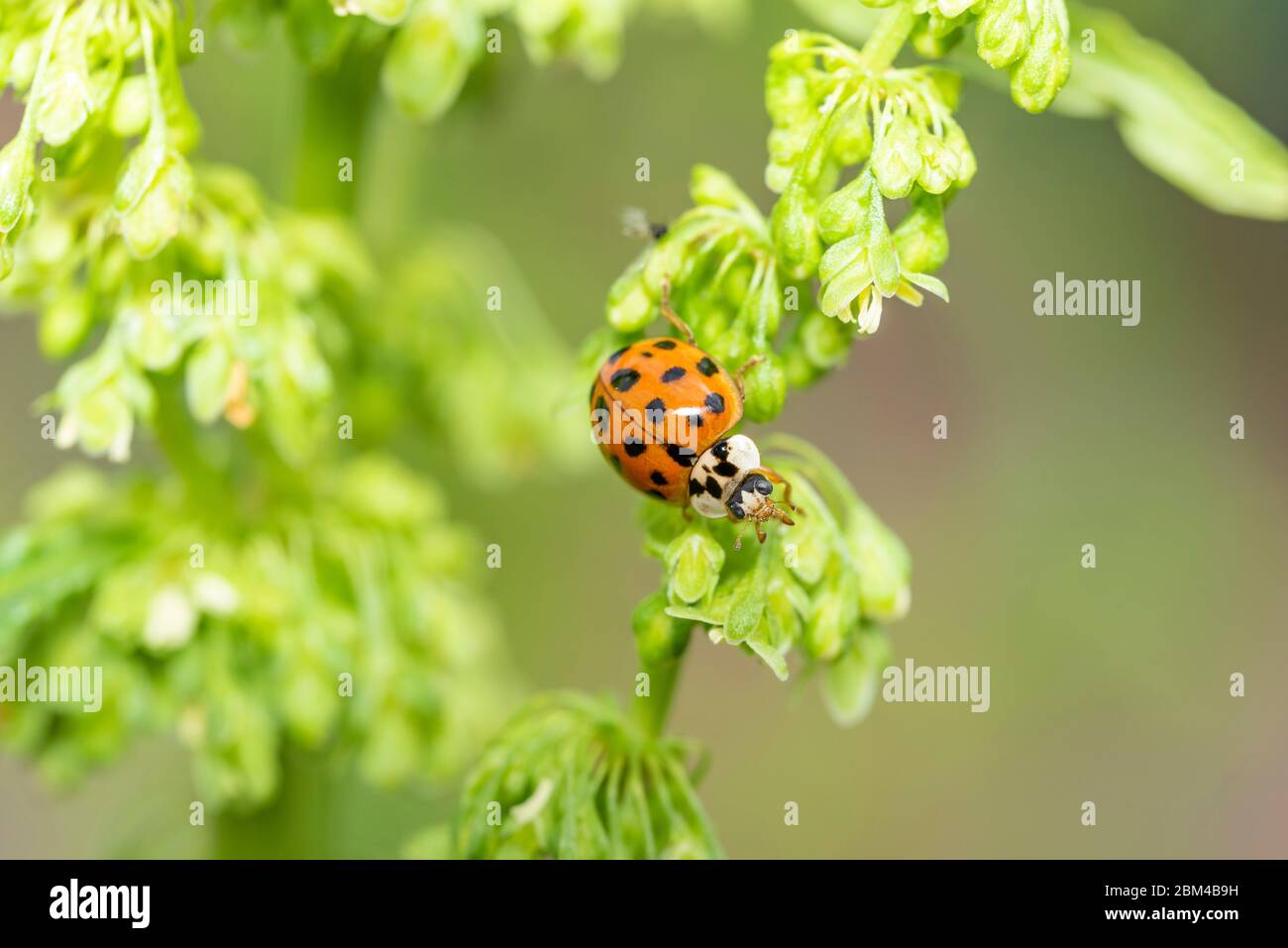 Harmonia axyridis (taches noires de type rouge jaune à base), ville d'Isehara, préfecture de Kanagawa, Japon Banque D'Images