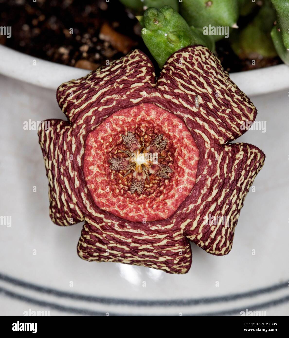 Étrange mais belle fleur rouge et crème mouchetée de plante succulente rare et inhabituelle, Orbea variegata, croissant en pot de céramique blanche Banque D'Images