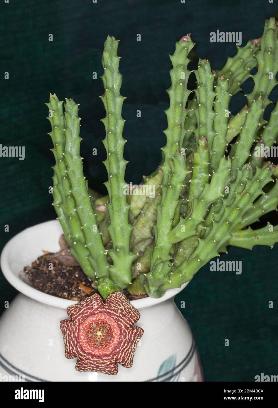Plante succulente rare et inhabituelle, Orbea variegata, avec des tiges vert et une fleur rouge mouchetée étrange poussant dans un pot blanc sur fond vert foncé Banque D'Images