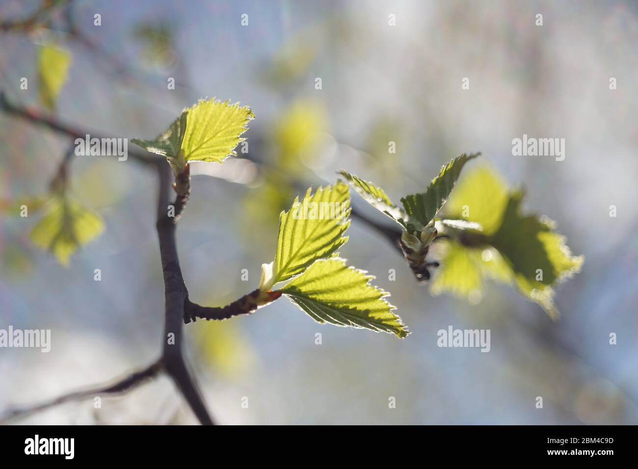 Jeunes feuilles de bouleau sur les branches, fond naturel flou. Banque D'Images