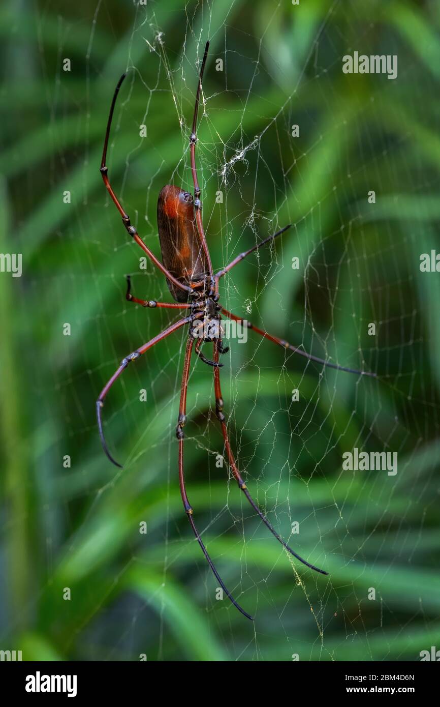 Araignée en bois noir - Nephila kuhlii, belle grande araignée sur le web des forêts et des forêts d'Asie du Sud-est, Malaisie. Banque D'Images