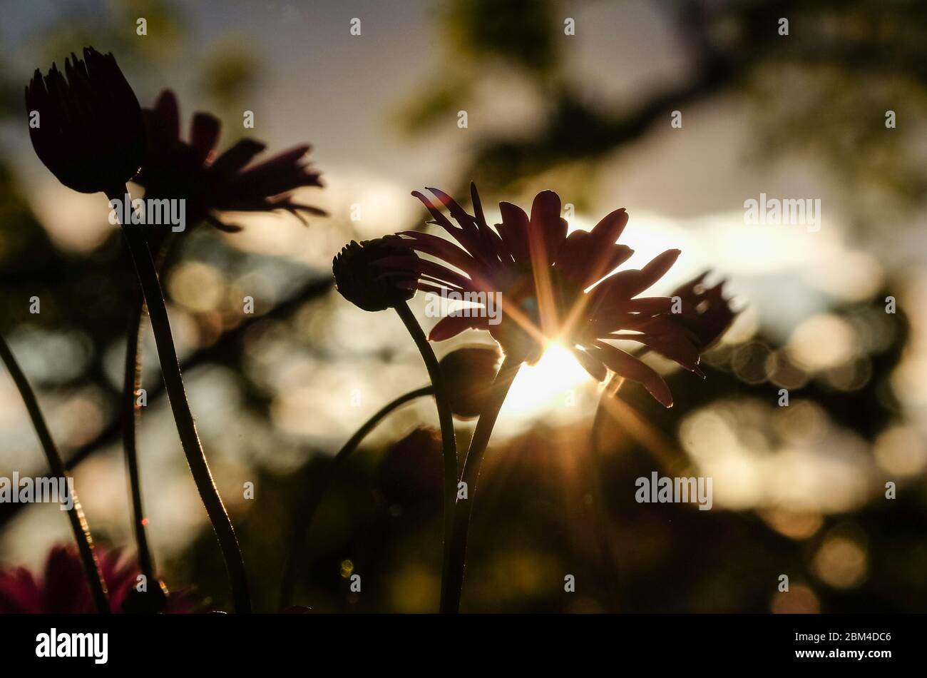 Berlin, Allemagne. 05e mai 2020. Le soleil brille dans un jardin à travers les fleurs d'une Marguerite australienne. Credit: Jens Kalaene/dpa-Zentralbild/ZB/dpa/Alay Live News Banque D'Images