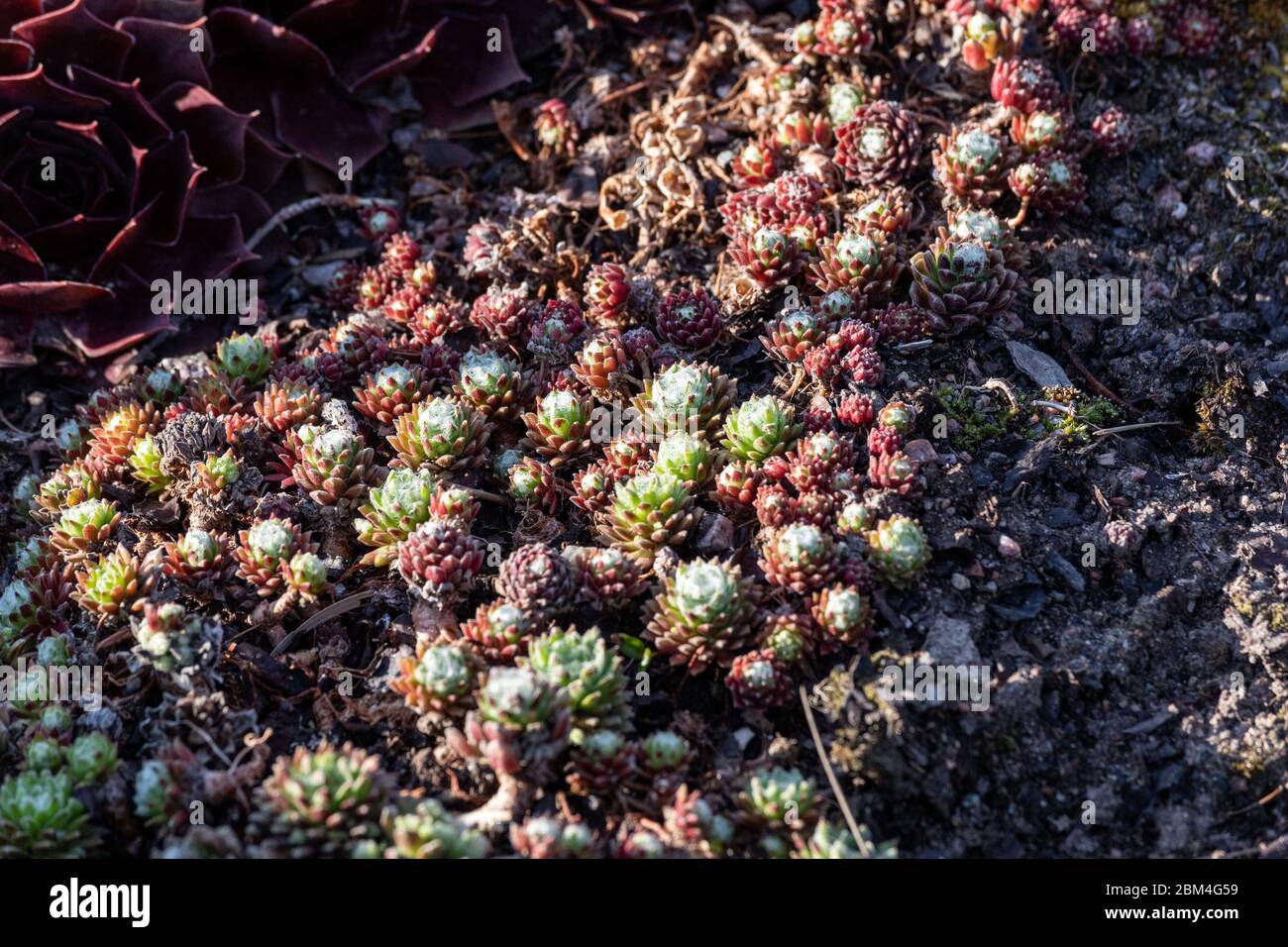 Maison-poireau (Sempervivum arachnoideum), plante à fleurs en couvert de terre aussi connue comme houseleek ou liveforever. Banque D'Images