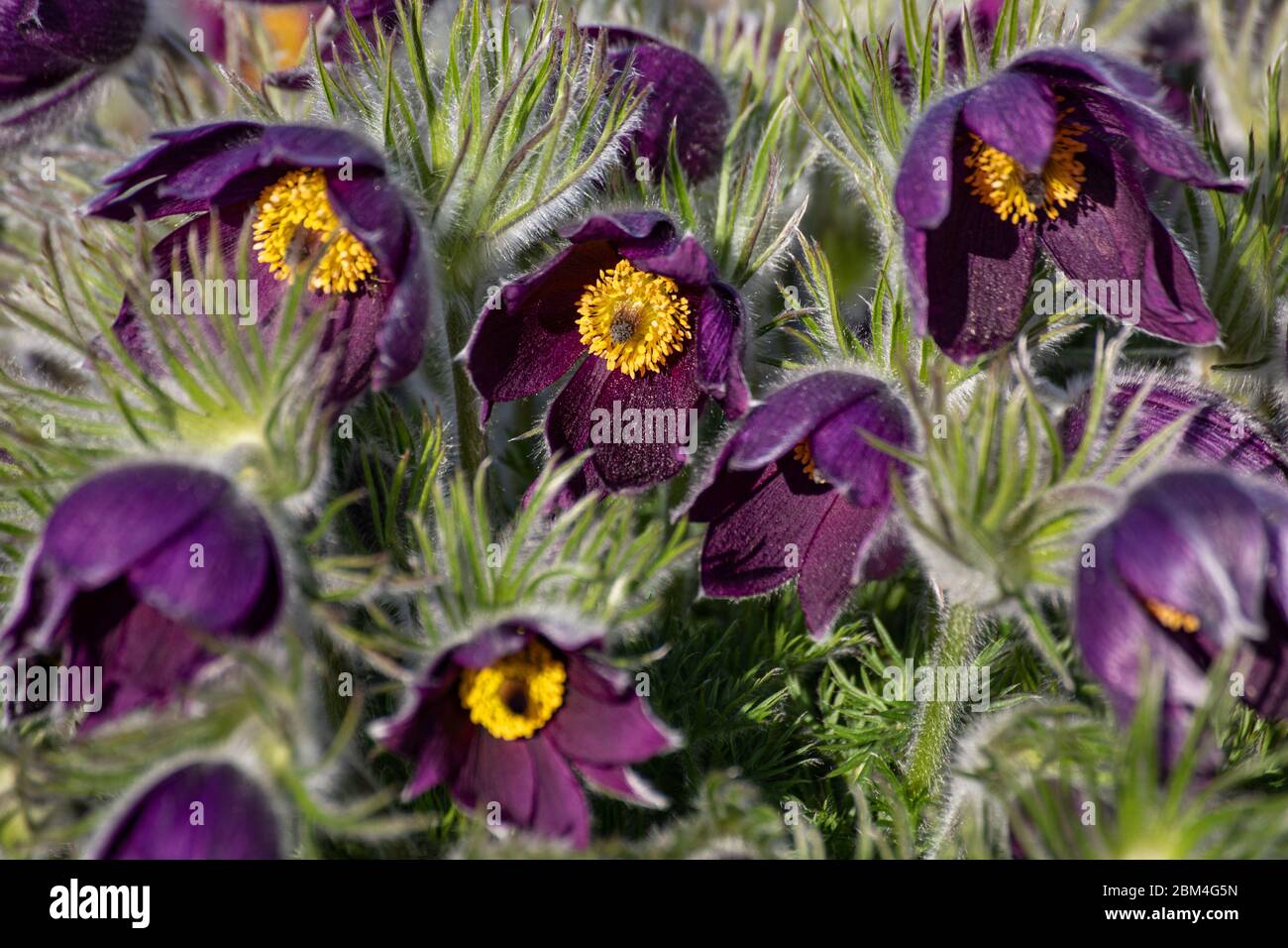 Pasqueflower Pulsatilla cf. Vulgaris Banque D'Images