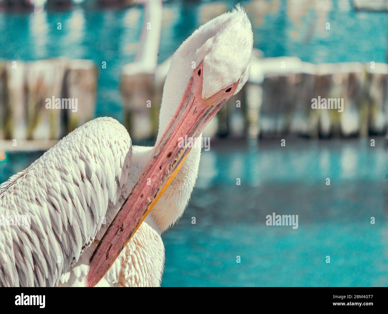 le pélican rose nettoie les plumes sur le lac bleu Photo Stock - Alamy