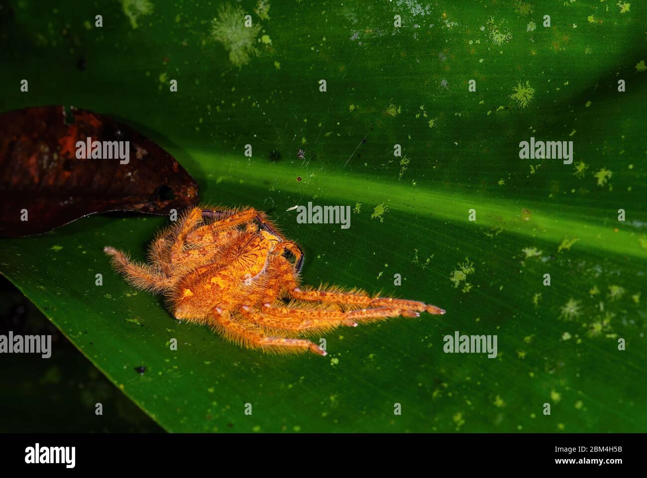 Araignée huntsman - Heteropoda davidbogie, belle araignée orange de grandes forêts et des terres boisées d'Asie du Sud-est, Mutiara Taman Negara, Malaisie. Banque D'Images