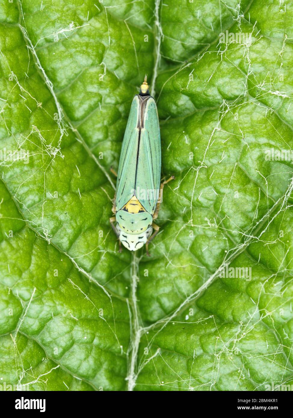 Graphocephala atropunctata (syn. Hordnia atropunctata) - sharpshooter bleu-vert Banque D'Images