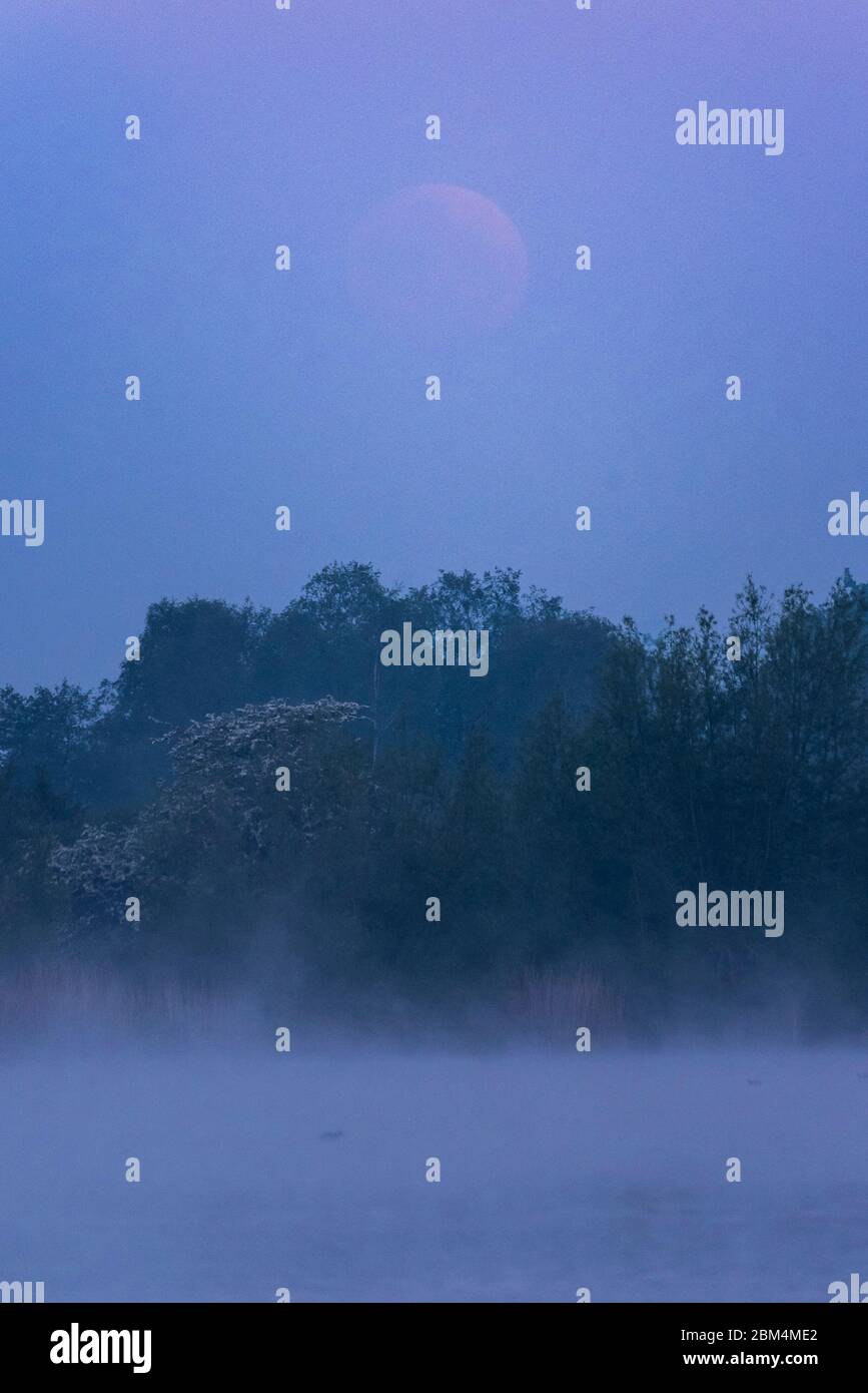 Rickmansworth, Royaume-Uni. 7 mai 2020. Une pleine lune, connue ce mois-ci comme une lune de fleurs, se lève aux premières heures de la matinée derrière Rickmansworth Aquadrome, dans le nord-ouest de Londres. C'est aussi la dernière 'Supermoon' à être vue en 2020, où la lune est la plus proche de la terre (le périgée) et semble 14% plus grande. Credit: Stephen Chung / Alay Live News Banque D'Images