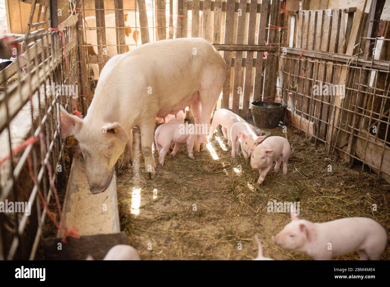 Jeunes porcs sur une ferme. Groupe de porcs sur la ferme les porcs sur une ferme de la ferme mangent de la nourriture Banque D'Images