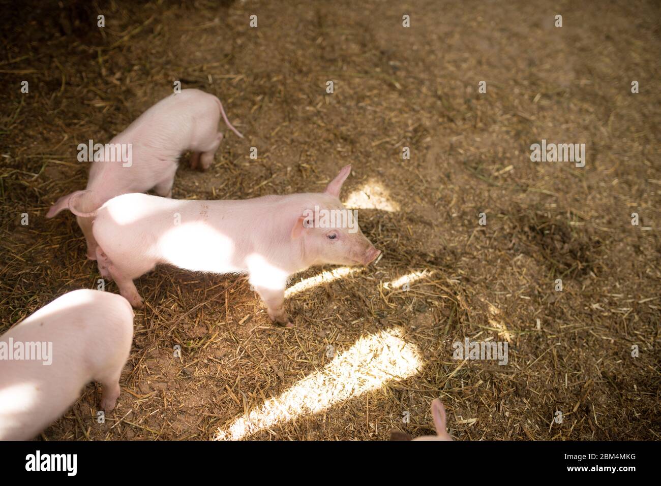 jeunes porcs sur une ferme. porcs d'engraissement sur la ferme Banque D'Images