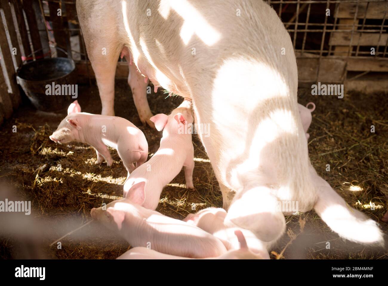 Jeunes porcs sur une ferme. Groupe de porcs sur la ferme les porcs sur une ferme de la ferme mangent de la nourriture Banque D'Images