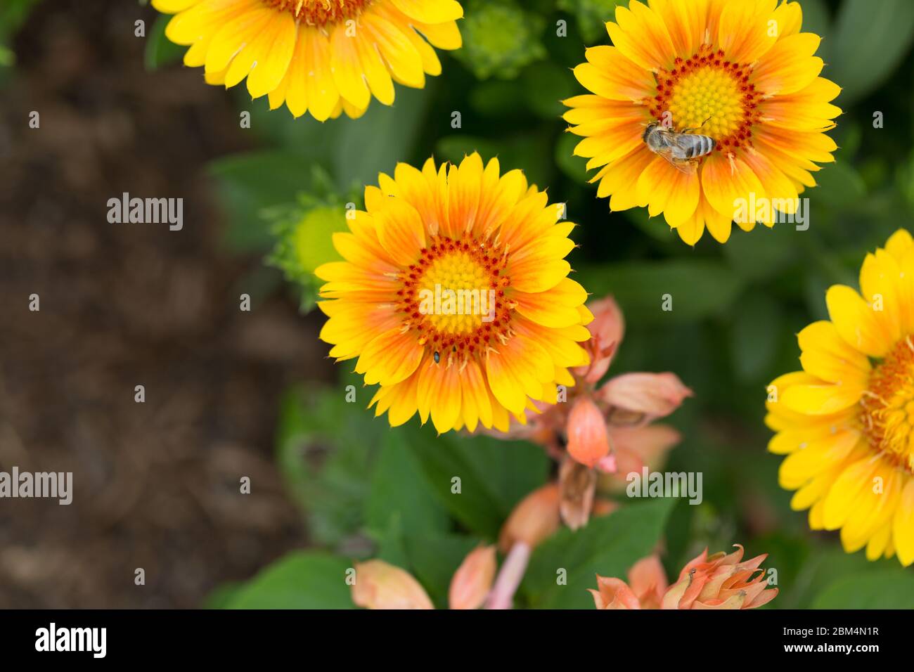 Gros plan de la fleur de blanketflower commune. Plus spécifiquement un Gaillardia Aristata Arizona Apricot. Fleur ronde avec pétales de couleur rouge, jaune et orange. Banque D'Images