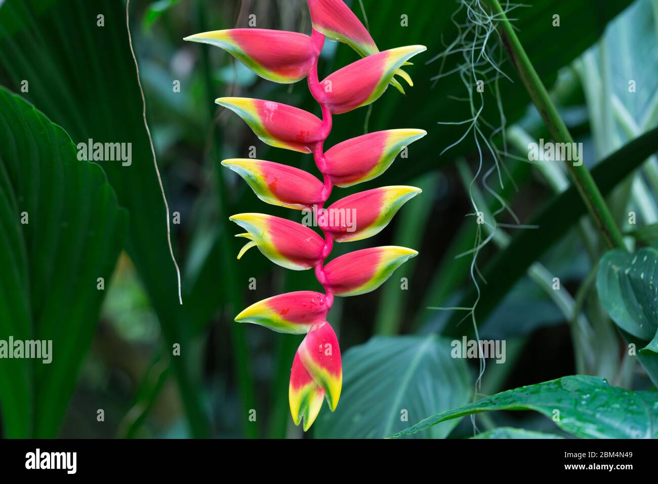 Gros plan / Macro de Heliconia Psittacorum. Communément appelé Lobster Claws, False Bird of Paradise ou Parrot's Beak. Banque D'Images