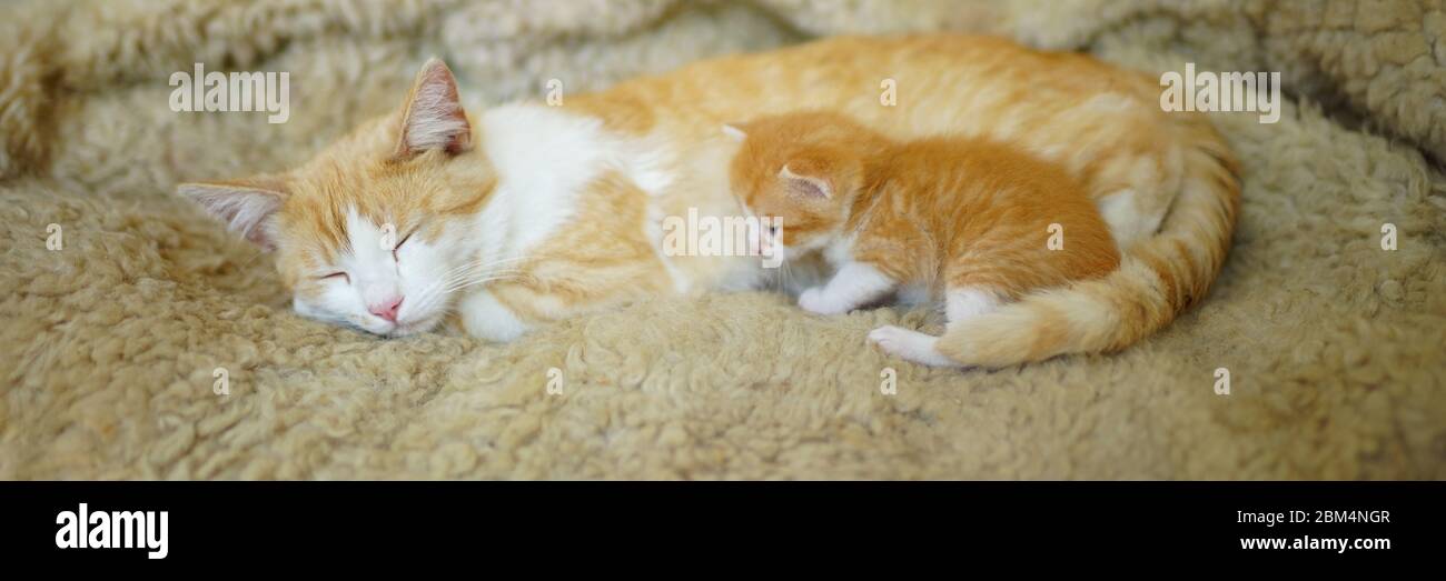 Chat De Gingembre Et Chaton Nouveau Ne Reposant Sur Un Lit Recouvert De Peau De Mouton Photo Stock Alamy