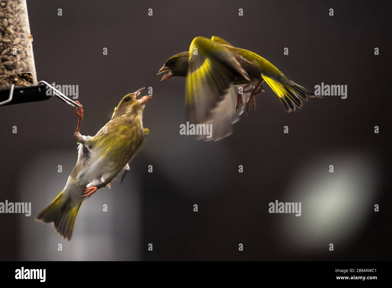 Un couple d'oiseaux de Greenfinch européens qui se balancent sur fond flou Banque D'Images