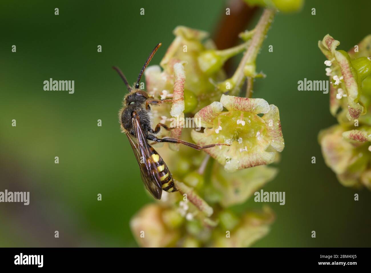 Wespenbiene, Kuckucksbiene, Wespen-Biene, Kuckucks-Biene, Nomada spec., abeille cuckoo, abeille cuckoo, Wespenbienen, Kuckucksbienen, abeille cuckoo, abeille cuckoo Banque D'Images