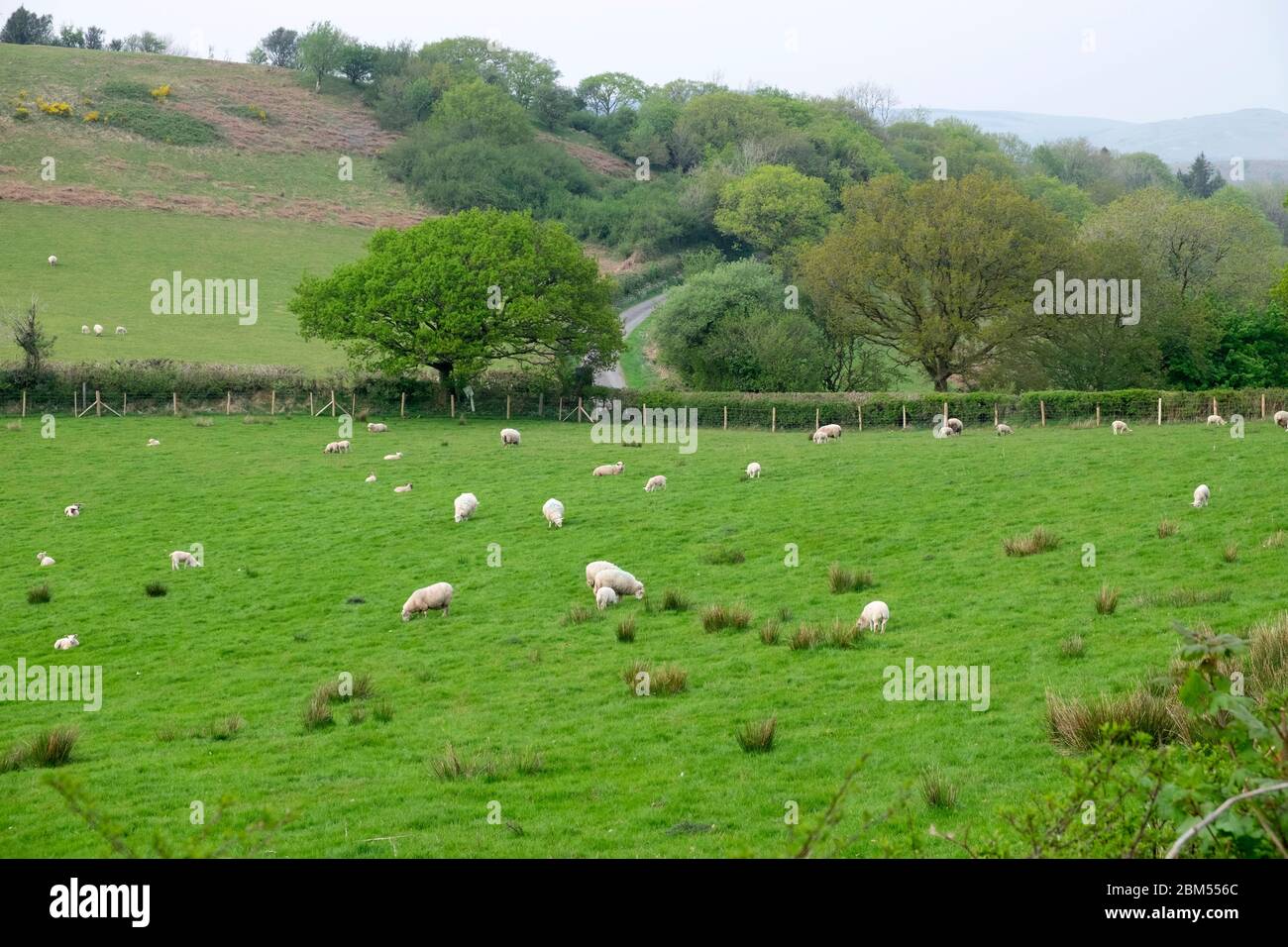 Moutons et agneaux paître dans un champ vert en avril paysage rural du printemps dans le Carmarthenshire pays de Galles Royaume-Uni. Grande-Bretagne KATHY DEWITT Banque D'Images