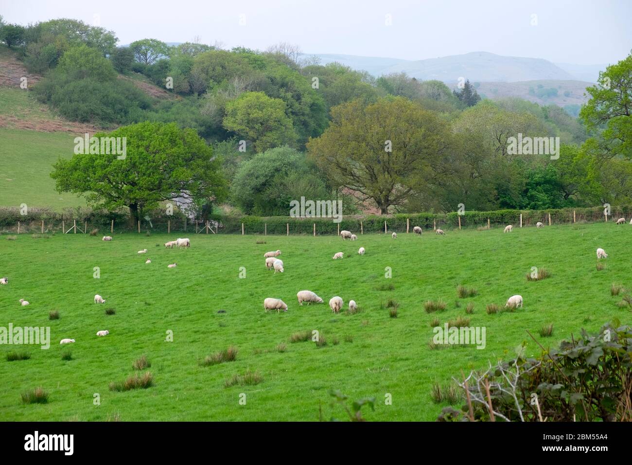 Moutons et agneaux paître dans un champ vert en avril paysage rural du printemps dans le Carmarthenshire pays de Galles Royaume-Uni. Grande-Bretagne KATHY DEWITT Banque D'Images